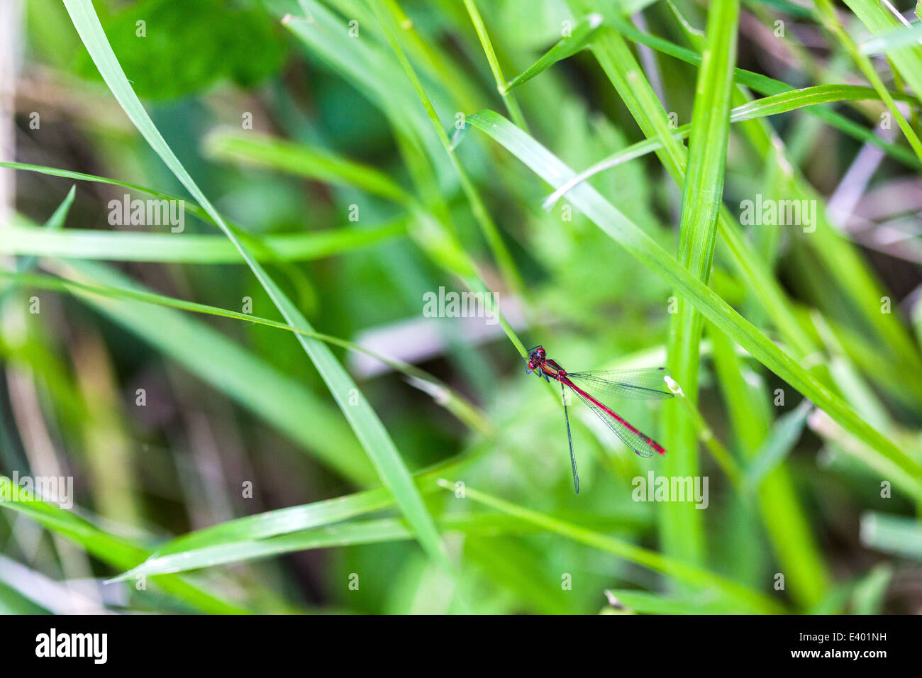 Norfolk Insects Insect nature norfolk hi-res stock photography and images - Alamy