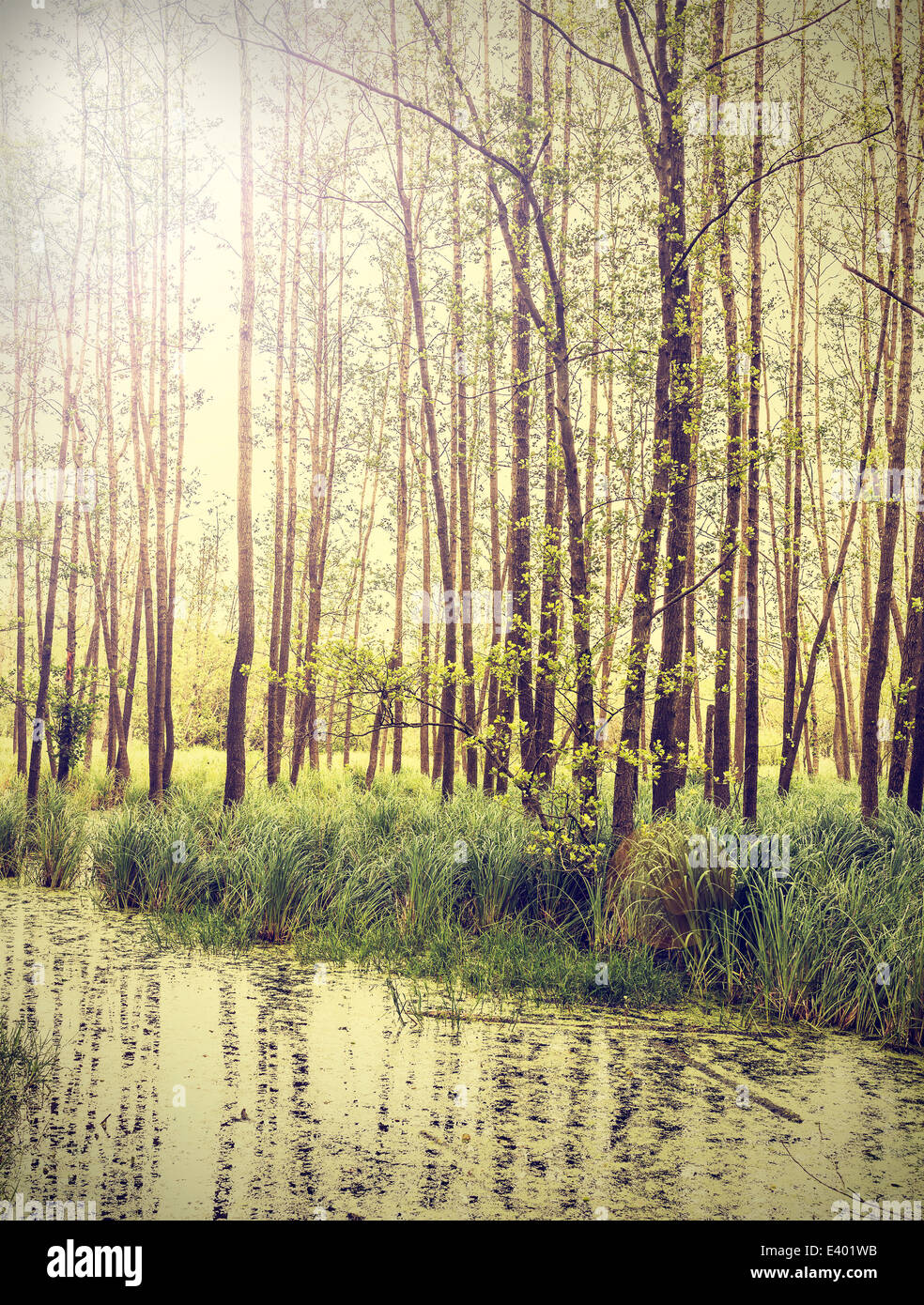 Peaceful nature vintage background. Stock Photo