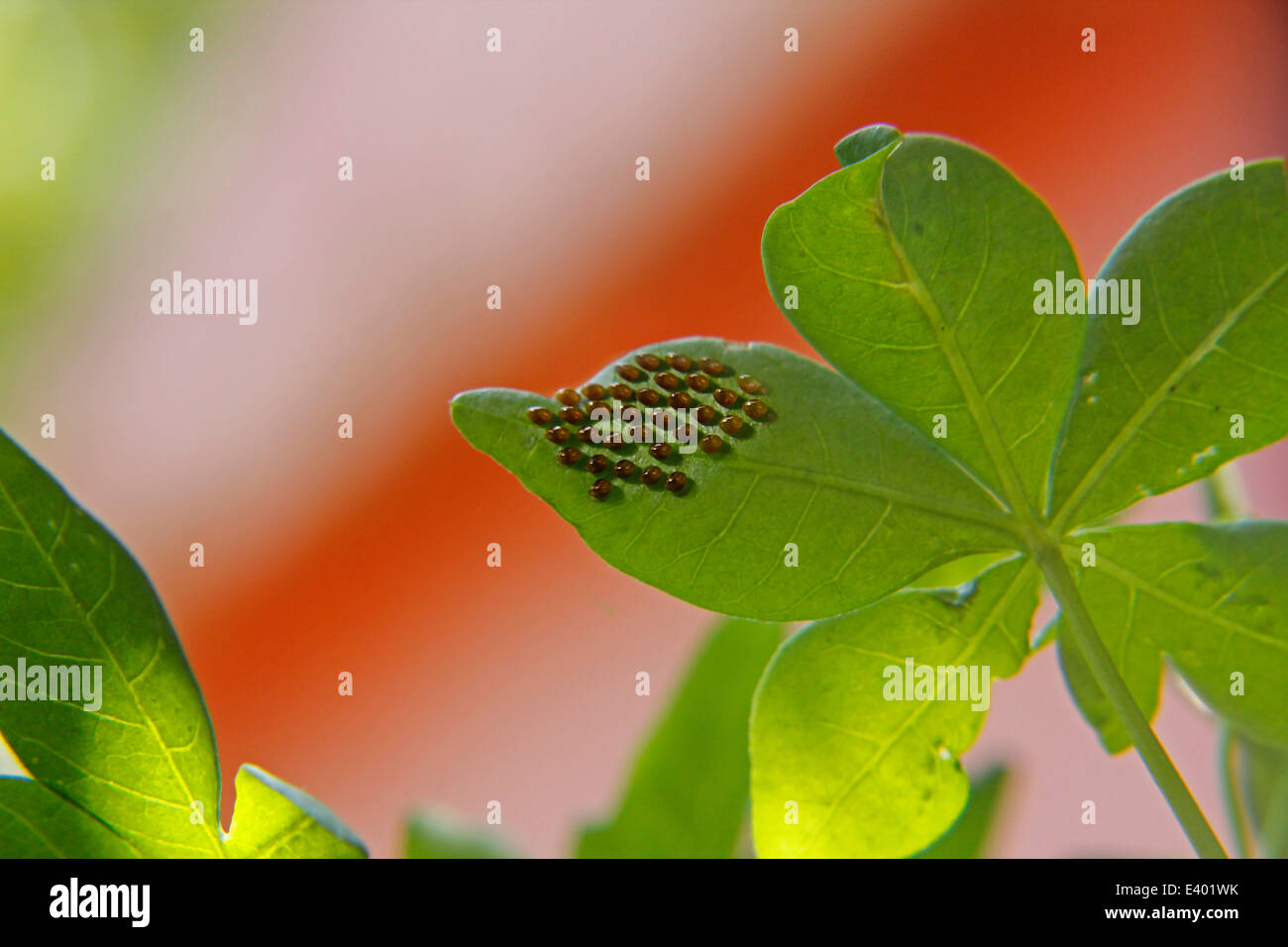 Squash bug (Hemiptera ) eggs on underside of leaf Stock Photo Alamy