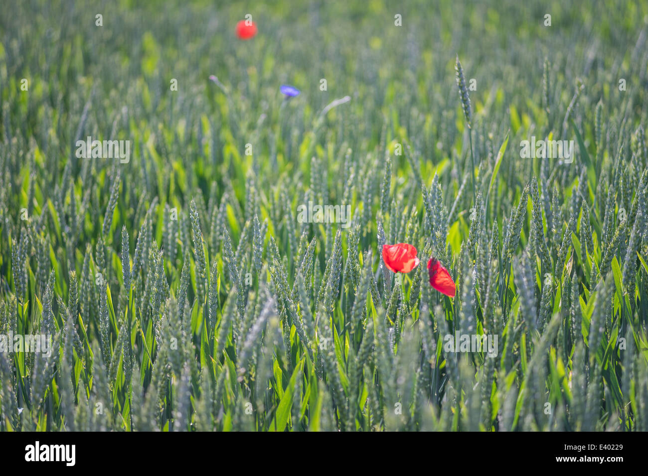 Green wheat and blooming red poppies Stock Photo