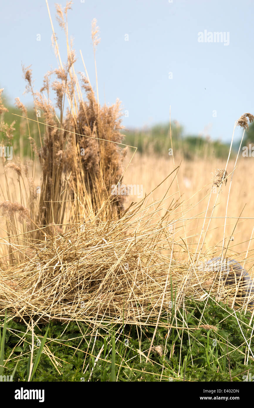 Reed cutting and preparation at Ward Marsh,Norfolk England UK Stock Photo Alamy