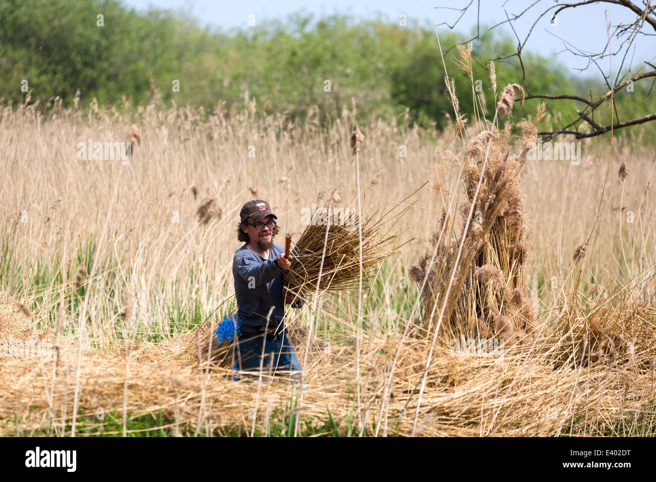 Reed cutting and preparation at Ward Marsh,Norfolk England UK Stock Photo Alamy