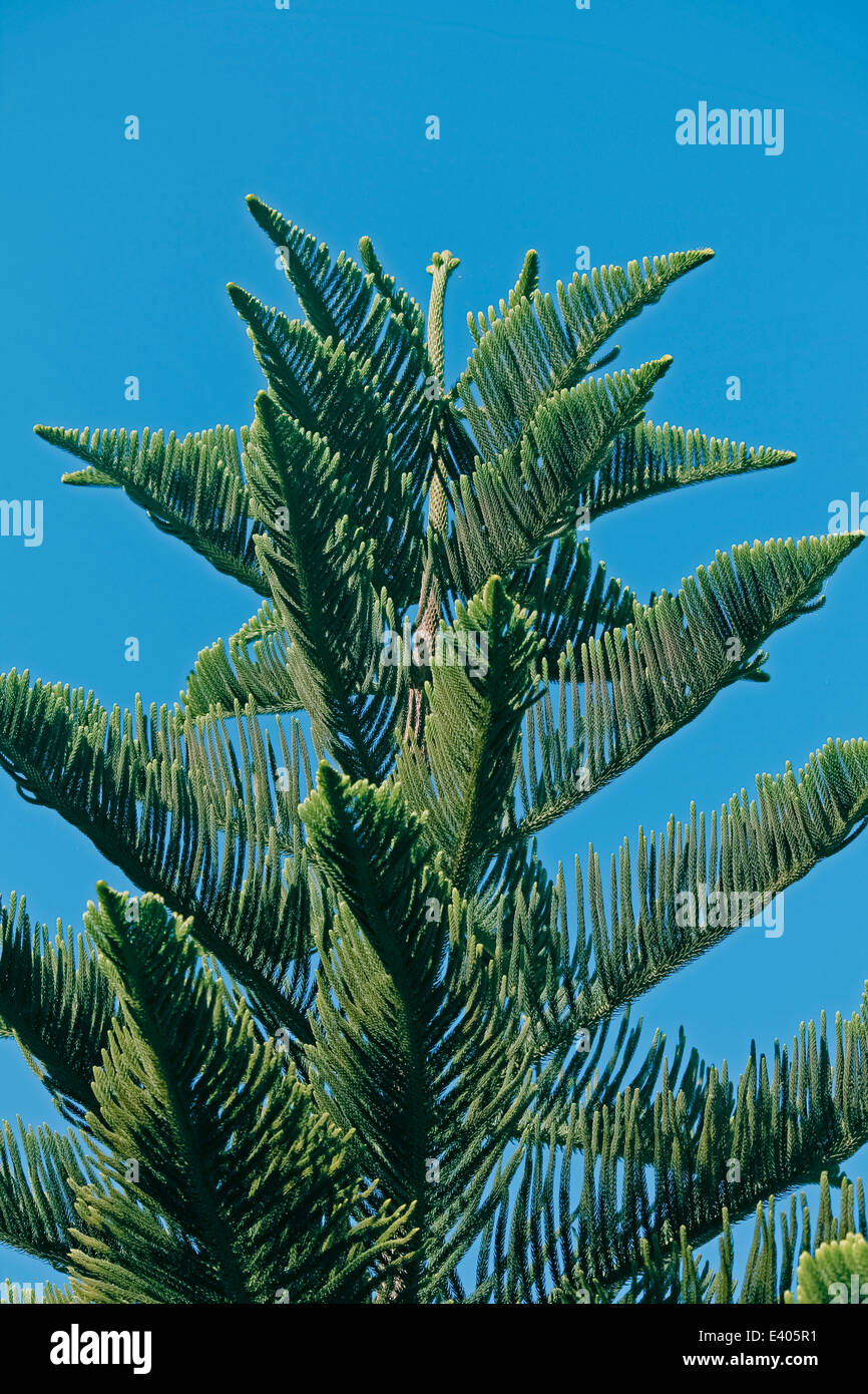 Norfolk Island pine, branch detail Stock Photo Alamy
