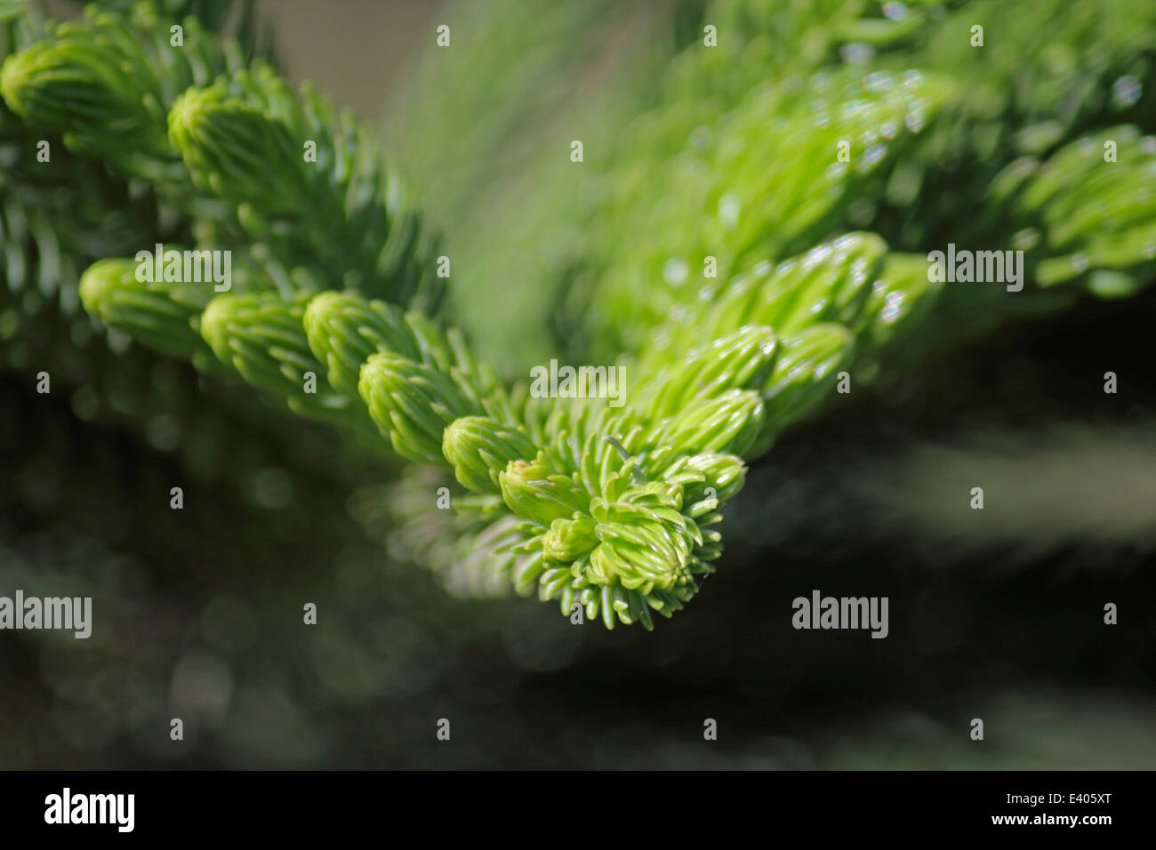 Norfolk Island pine, branch detail Stock Photo Alamy