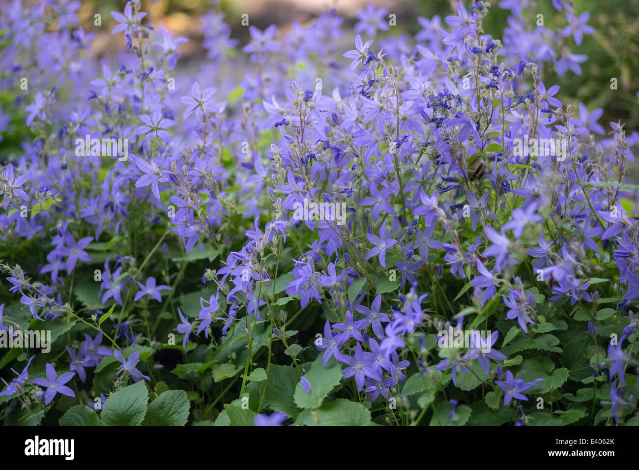 Bluebells flowers close up Campanula poscharskyana Stock Photo