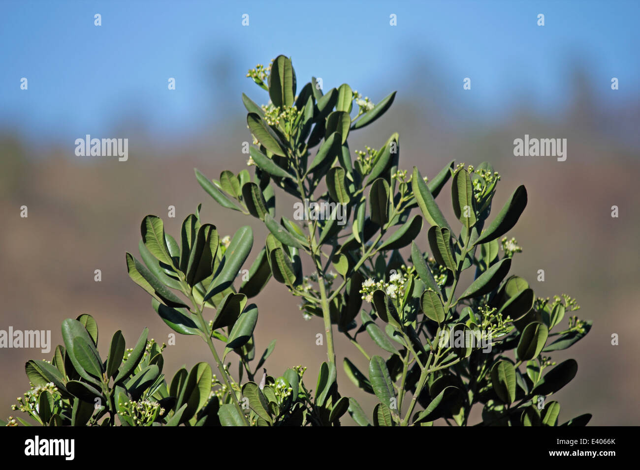 Syzygium caryophyllatum tree with bloom Stock Photo