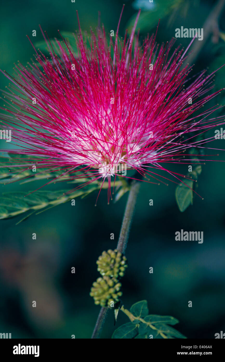 Saman tree hi-res stock photography and images - Alamy