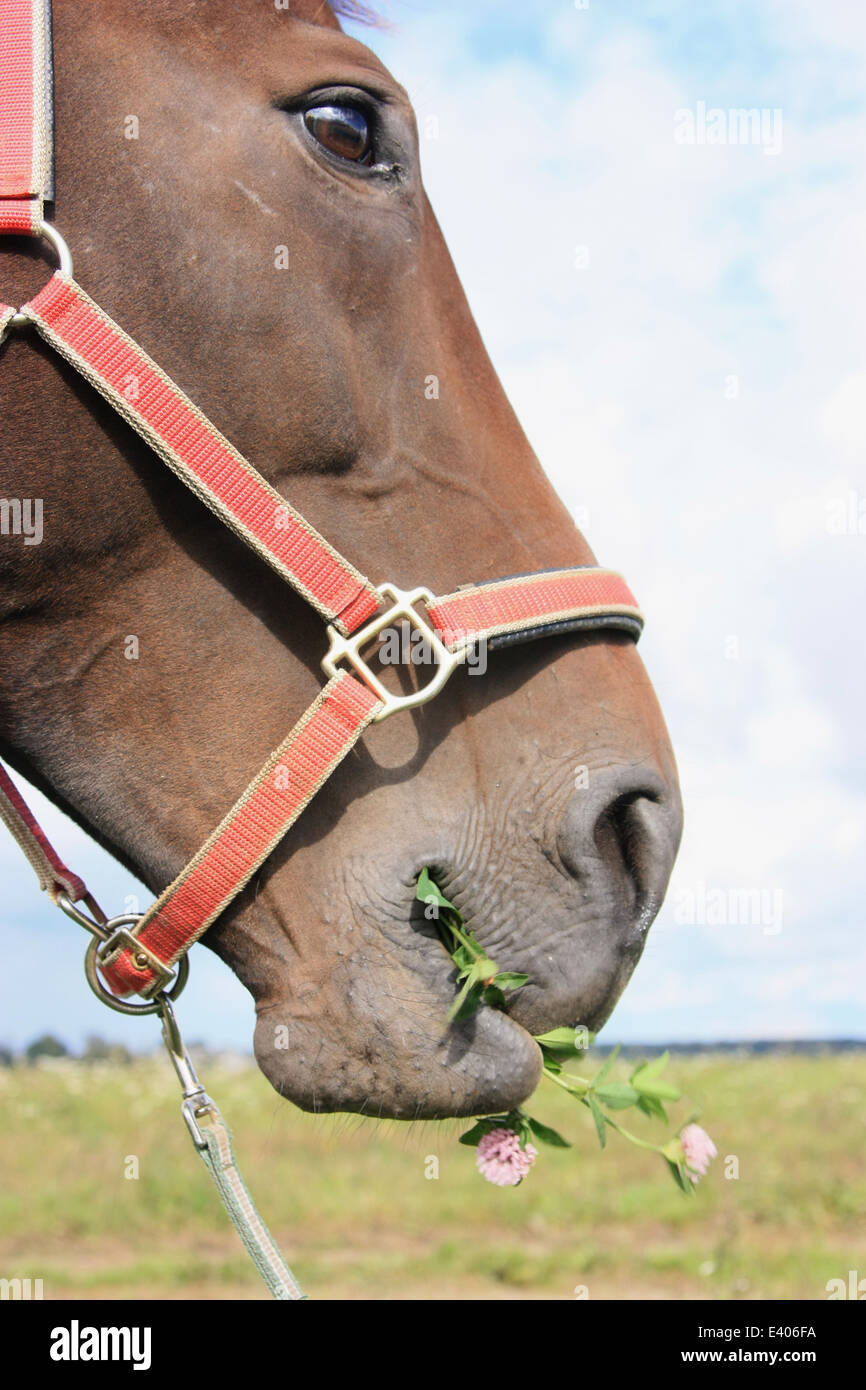 Funny profile of horse chewing clover Stock Photo