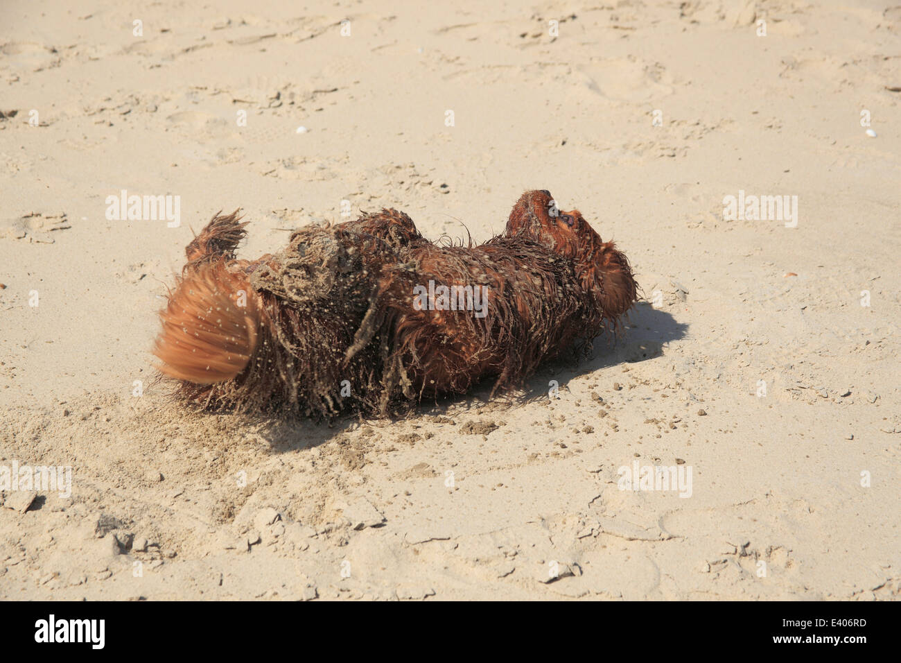 Cavalier King Charles Spaniel, male, ruby, rolling in sand, De Cocksdorp, Texel, Netherlands Stock Photo