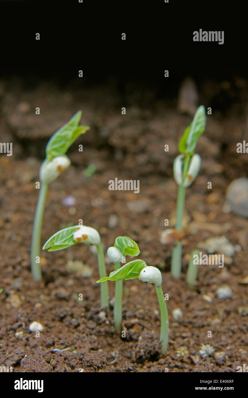 black eyed peas have sprouted Stock Photo