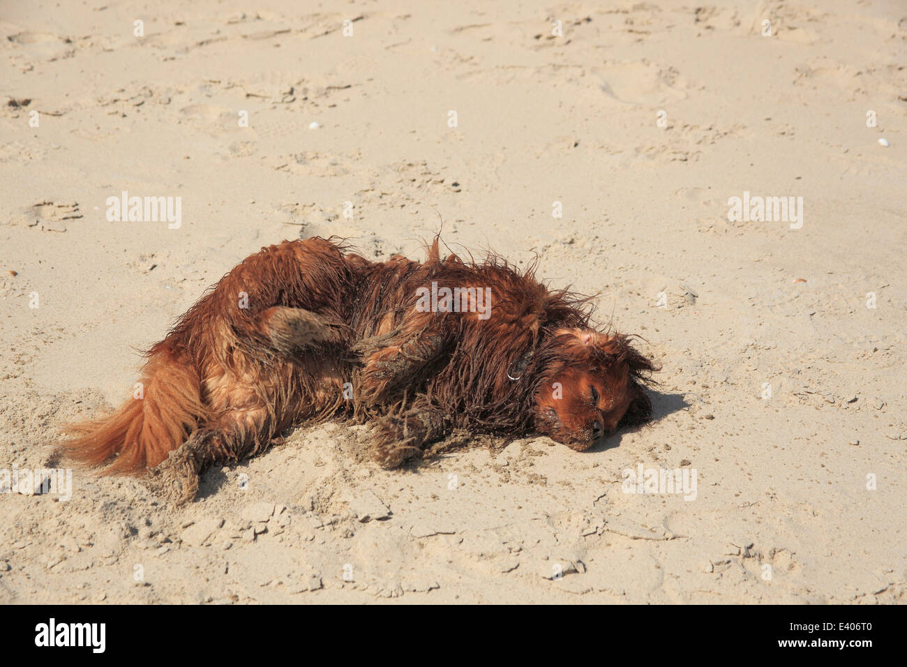Cavalier King Charles Spaniel, male, ruby, rolling in sand, De Cocksdorp, Texel, Netherlands Stock Photo