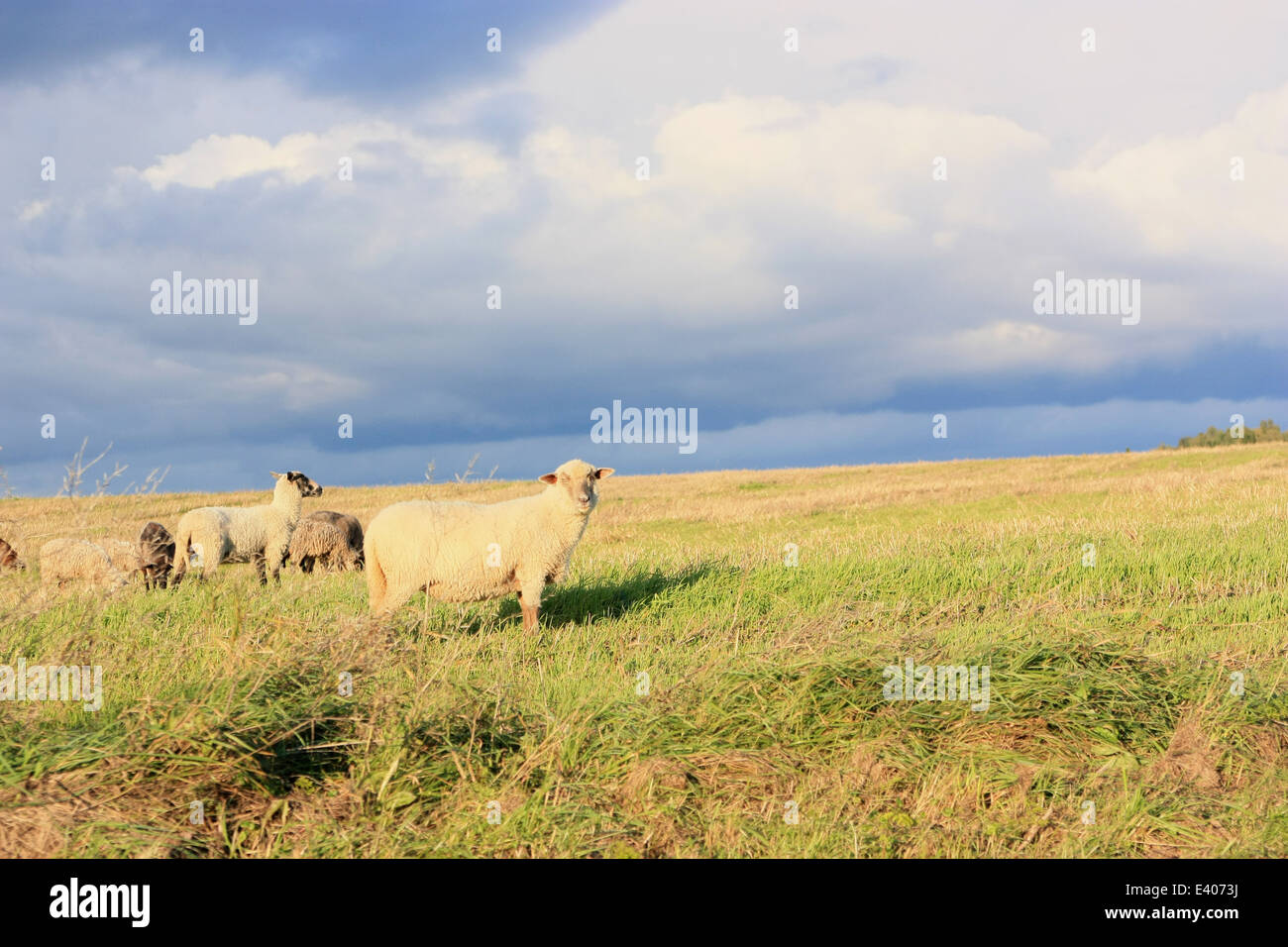 Sheep in the meadow Stock Photo - Alamy