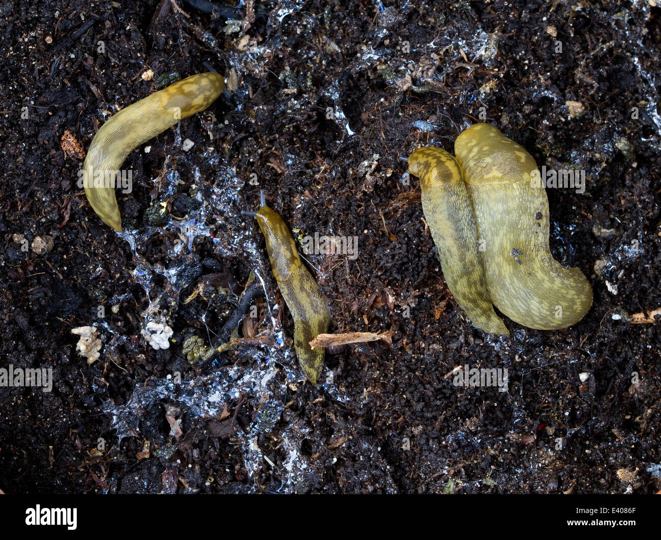 Common Yellow Slugs in garden plant pot. Stock Photo