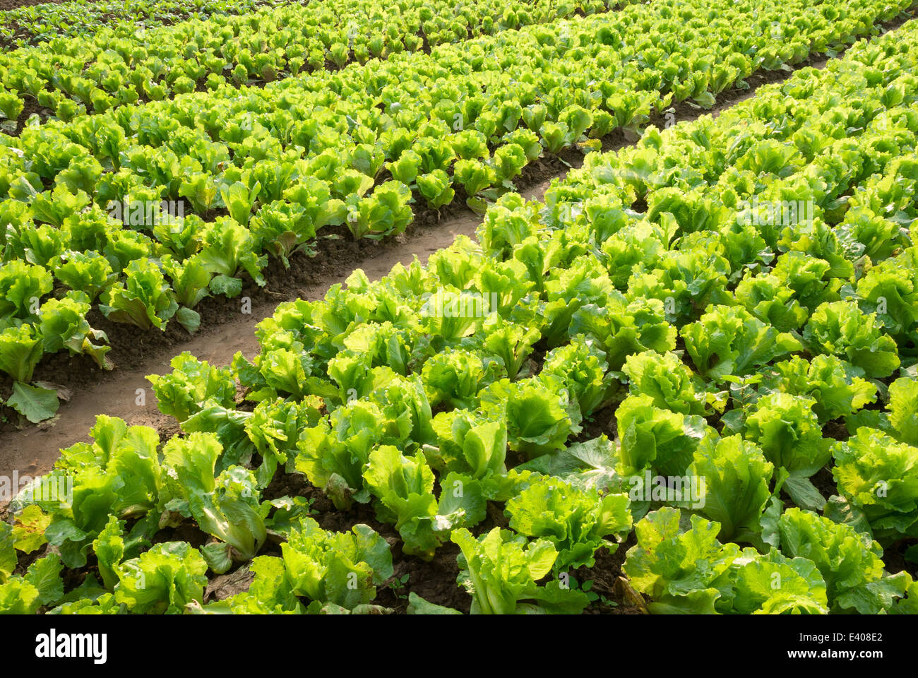 Rows of planted lettuce Stock Photo - Alamy