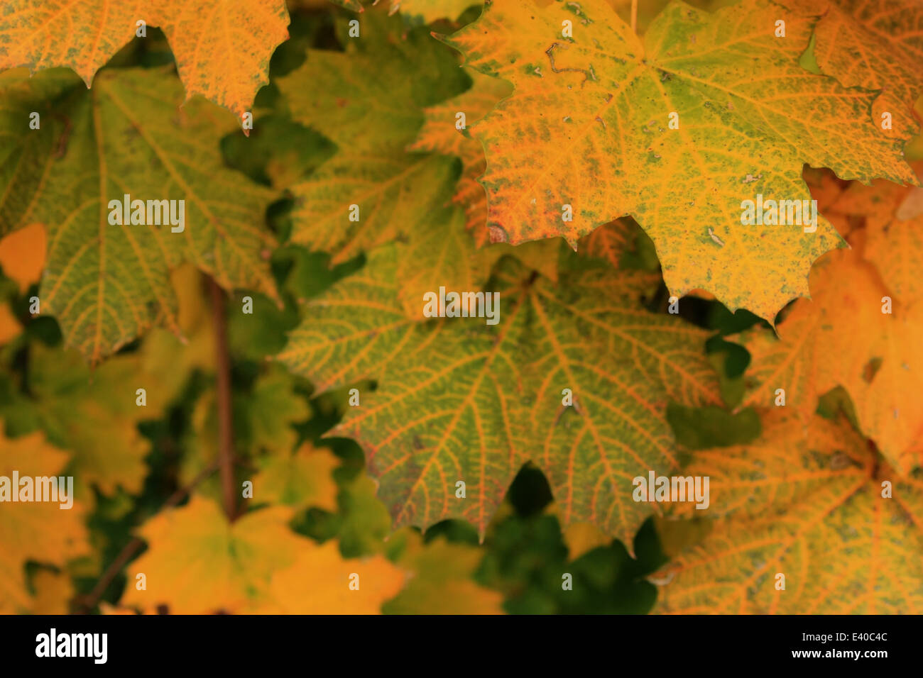 View of maple leaves Stock Photo