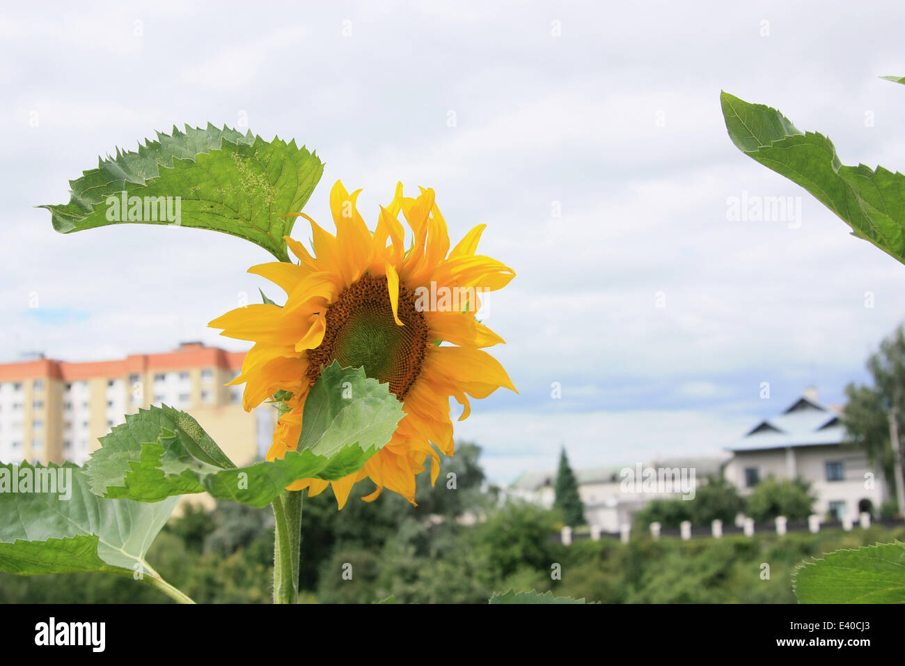 Sunflower with houses in the background Stock Photo