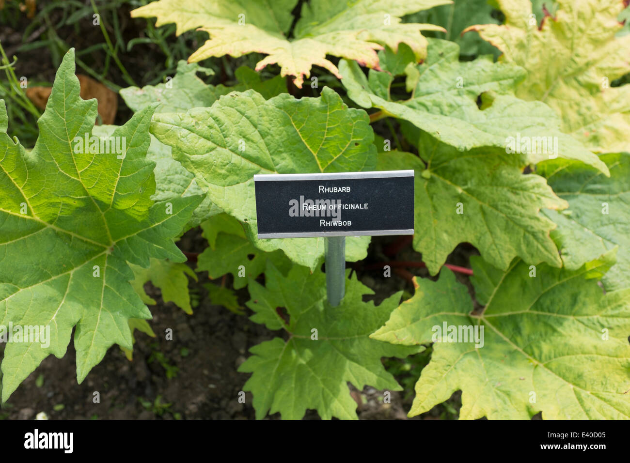 Rhubarb plant in the Cowbridge Physic Garden Stock Photo