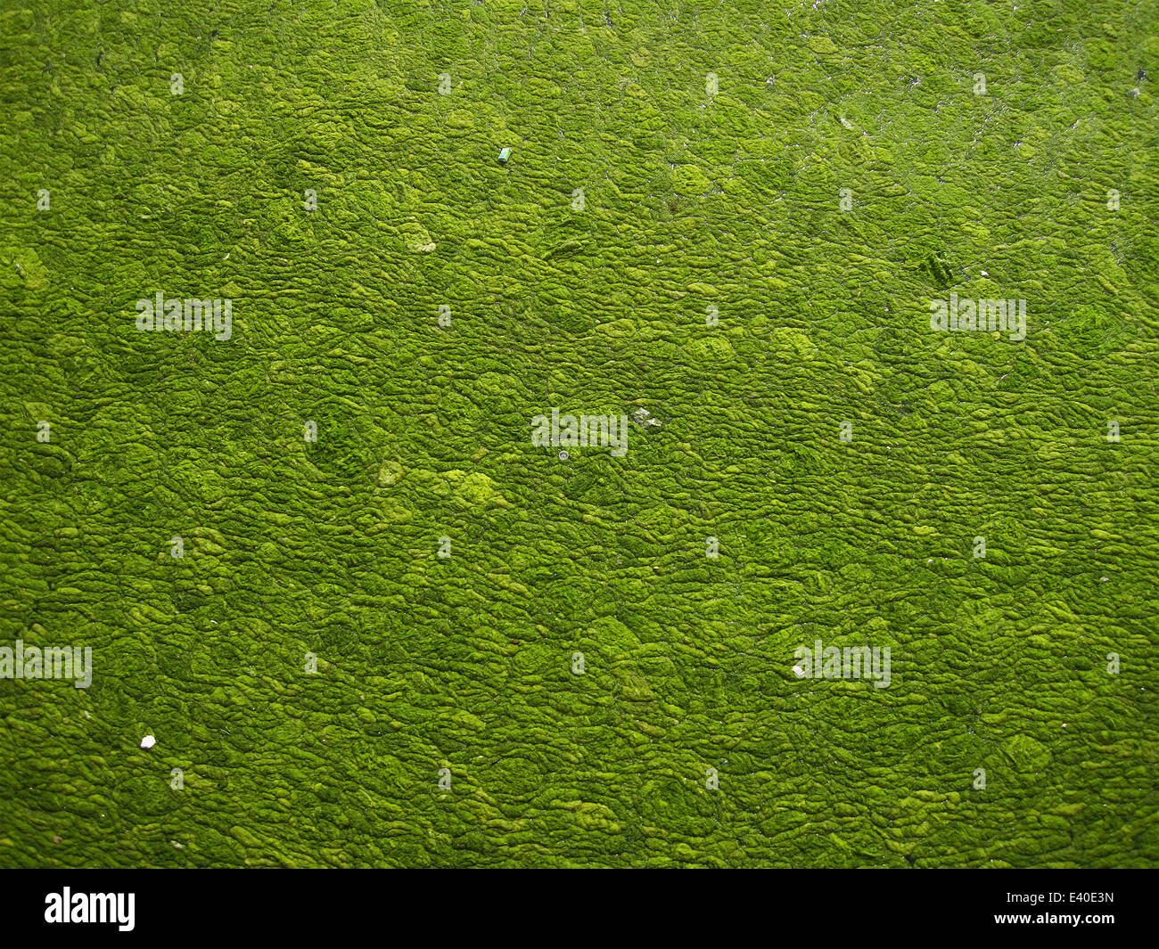 Great green blob (Enteromorpha) covers Qingdao waters Stock Photo
