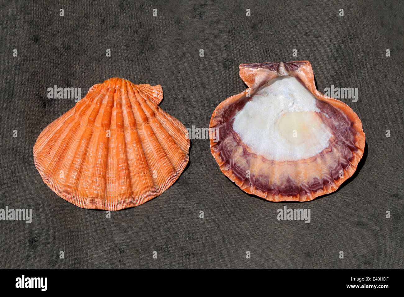 Indian Scallop Shell ( Pectinidae ) Stock Photo