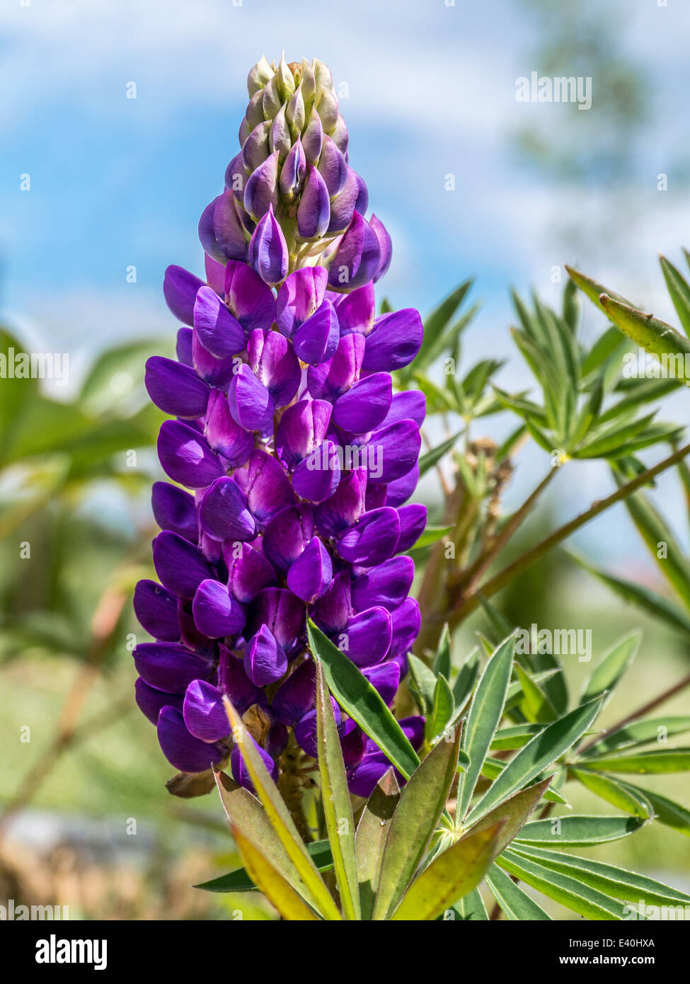 Purple lupine flower growing in the garden Stock Photo