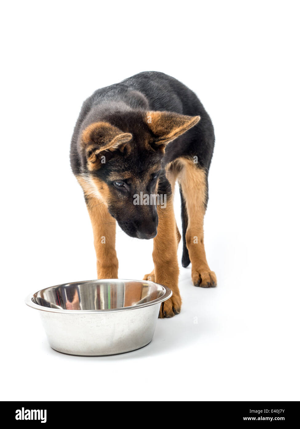 German shepherd puppy eating hotsell