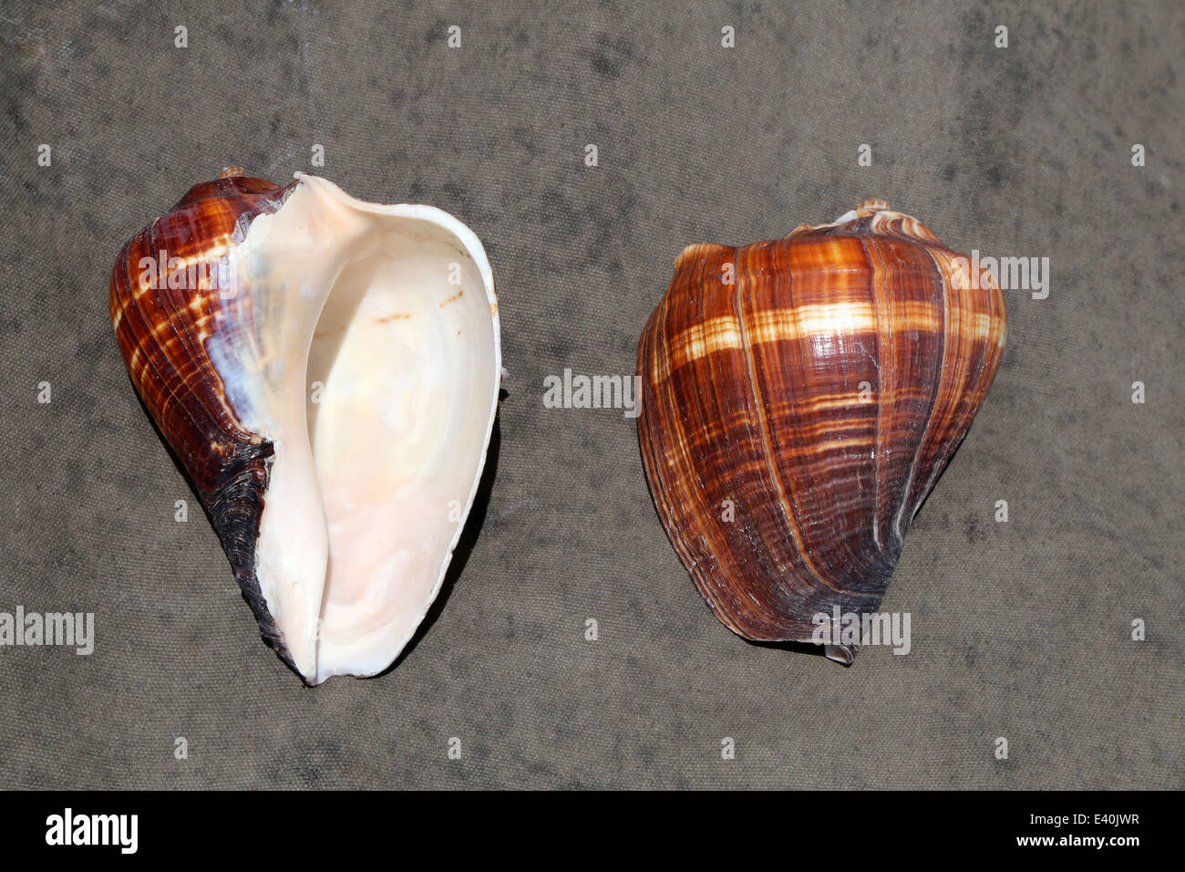Indian Ocean Seashells,Schnecken braun/weiss im Holzkasten ca.17 Stck,NEU/OVP !