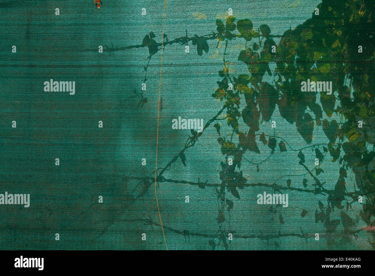plant shadow on Safety Green Net Stock Photo Alamy