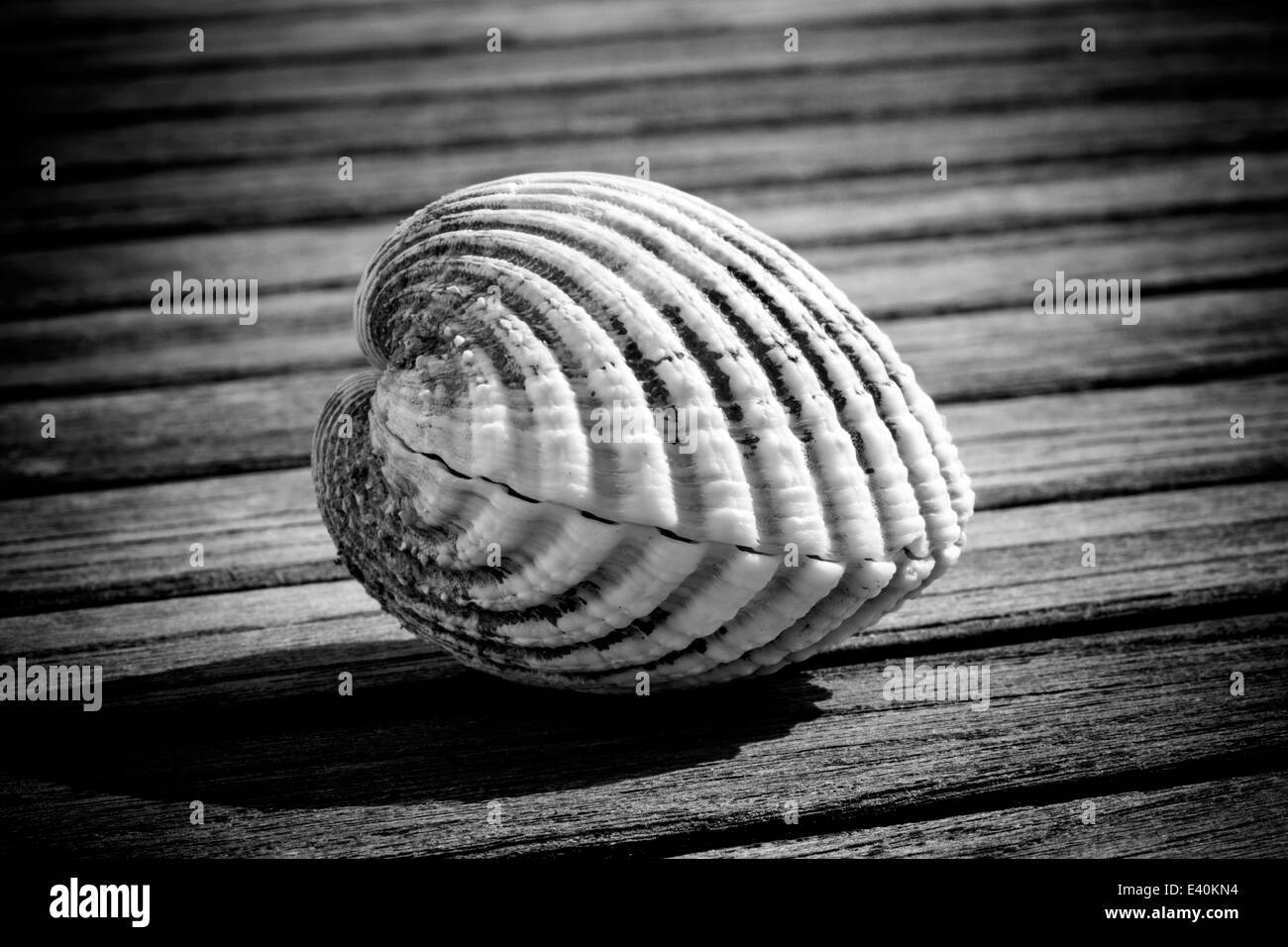 A sea shell Stock Photo