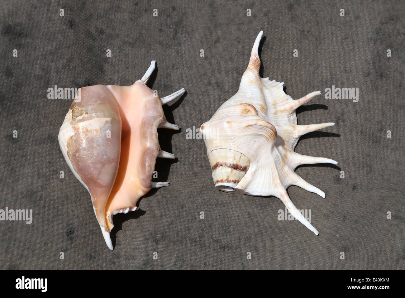 Natürliche Spinne Lambis Shell Conch Korallen Meer-Schnecke Beilagen G2M2 
