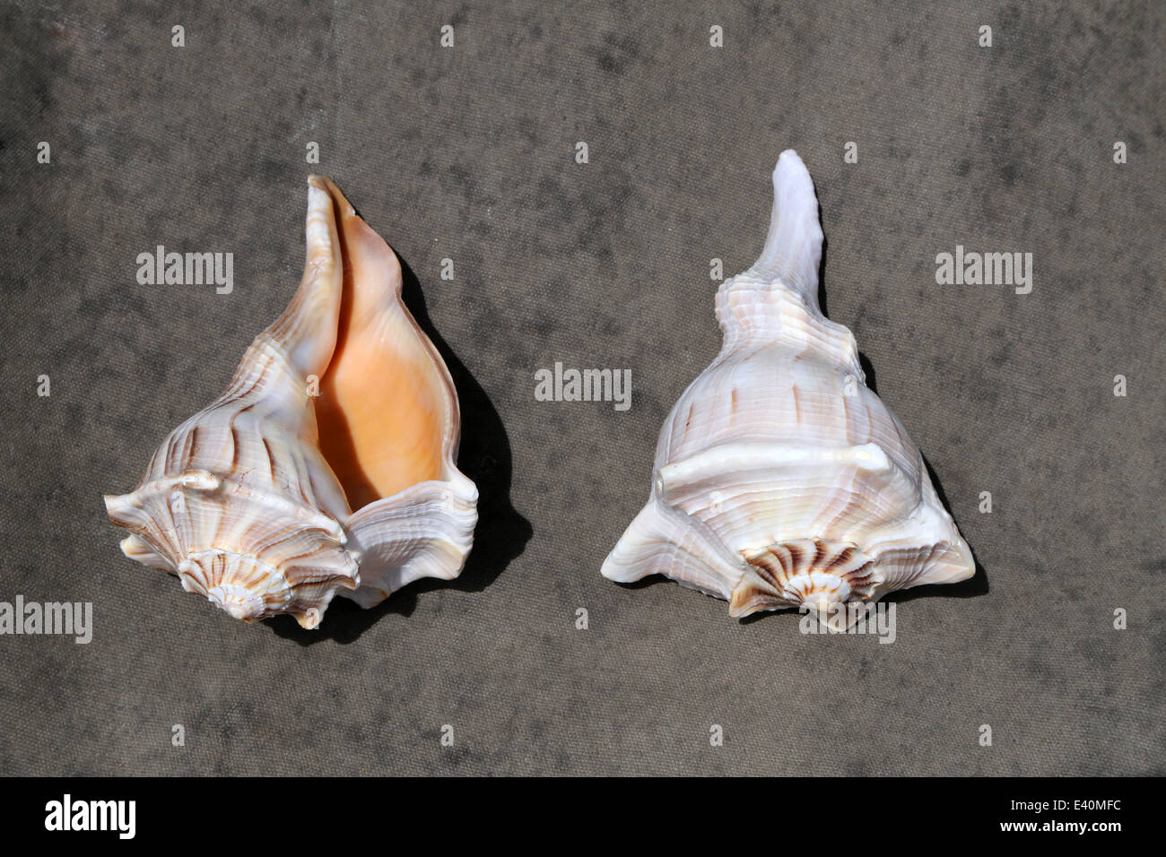 Indian Whelk Shell Stock Photo