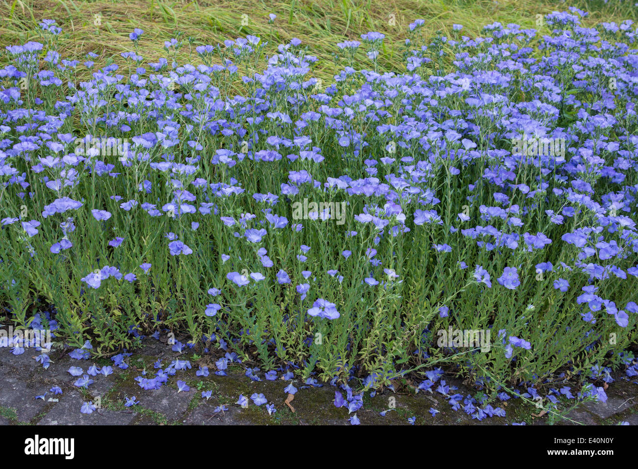 Linum hirsutum anatolian flax blooming Stock Photo