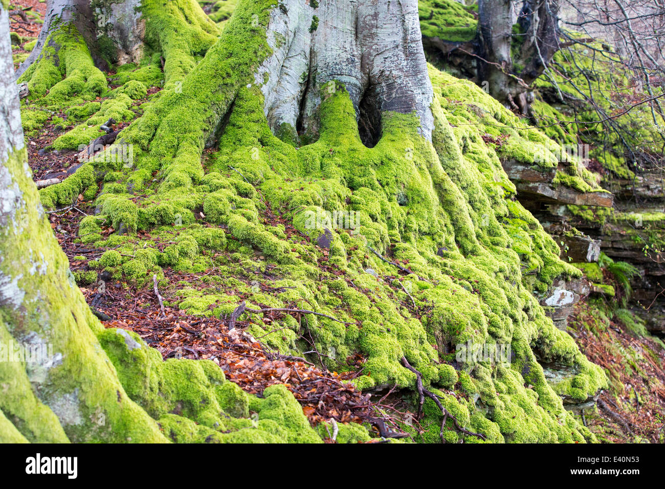 Mossy beech trunk in hi-res stock photography and images - Alamy