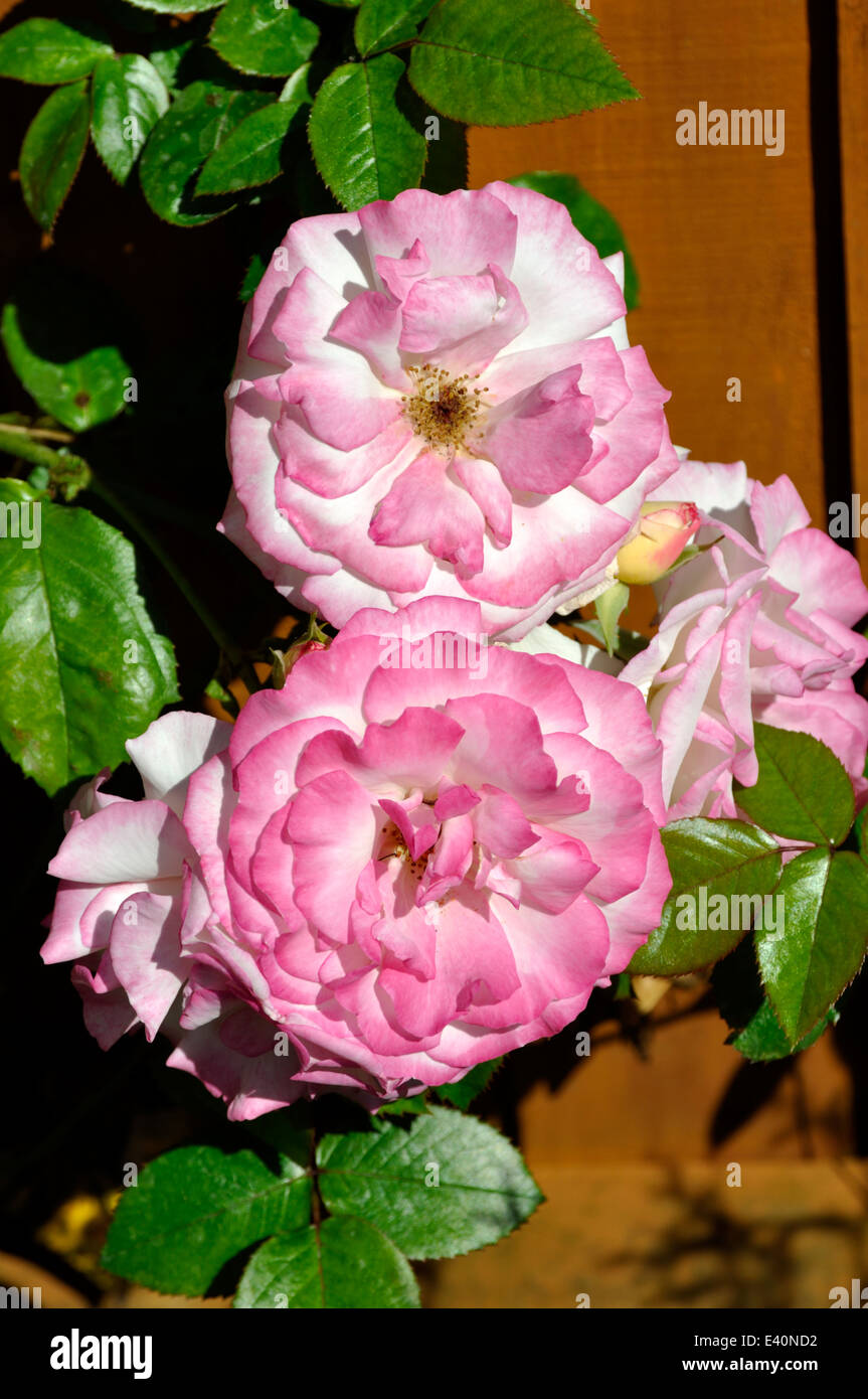 Climbing roses and garden hi-res stock photography and images - Alamy