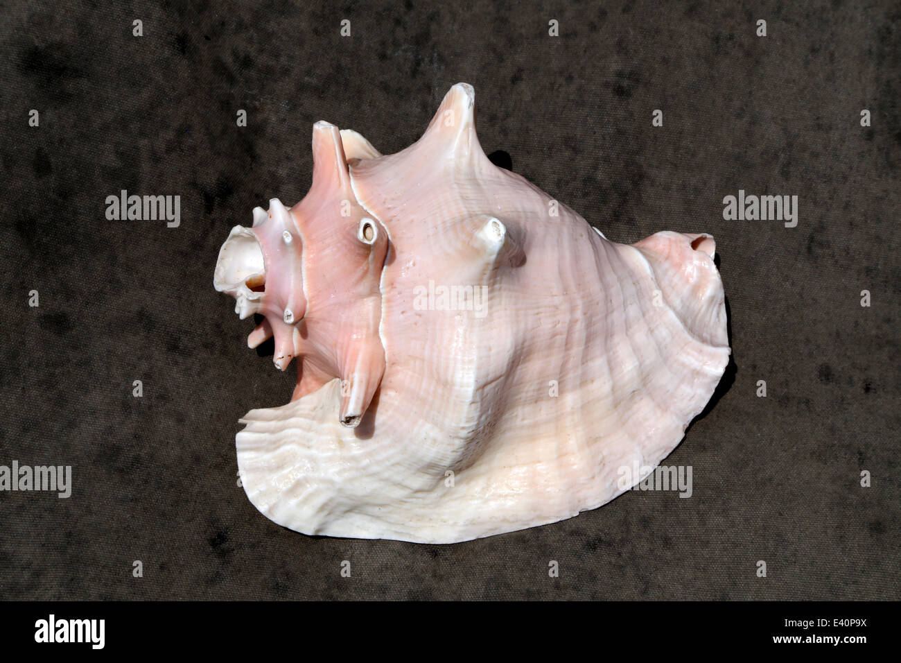Indian Helmet Shell, ( Cassis tuberosa ) Stock Photo