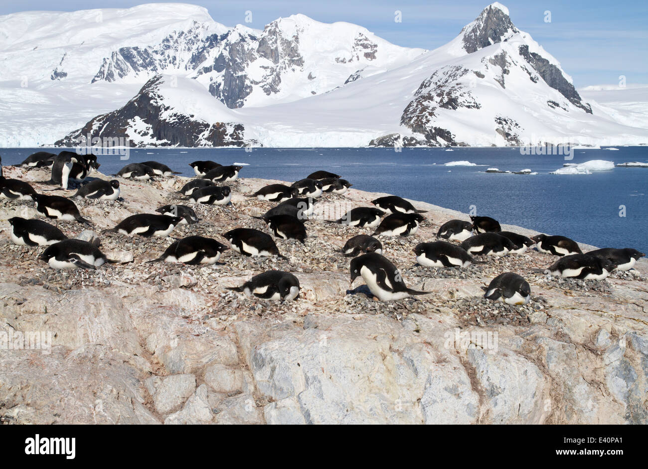 Adelie penguin colony on the rocks of one of the Antarctic islands ...