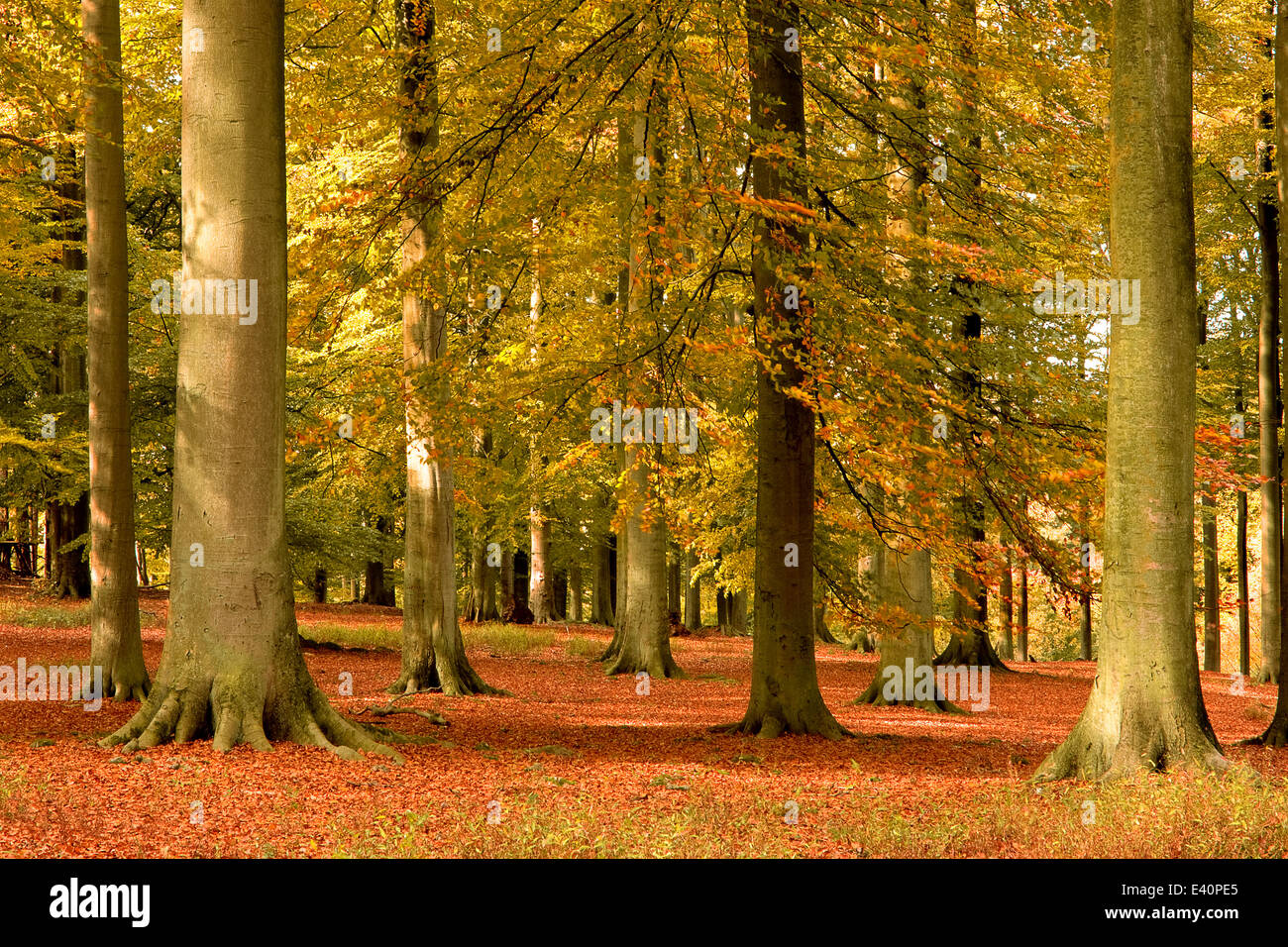 Red carpet of leaves hi-res stock photography and images - Alamy