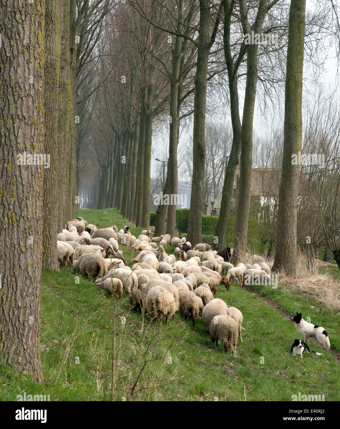 Sheepdogs herding a flock of sheep near the canal of Damme in rural Flanders in Belgium Stock Photo
