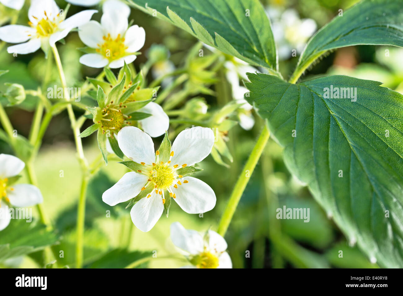 detail of blooming strawberries in the garden Stock Photo - Alamy
