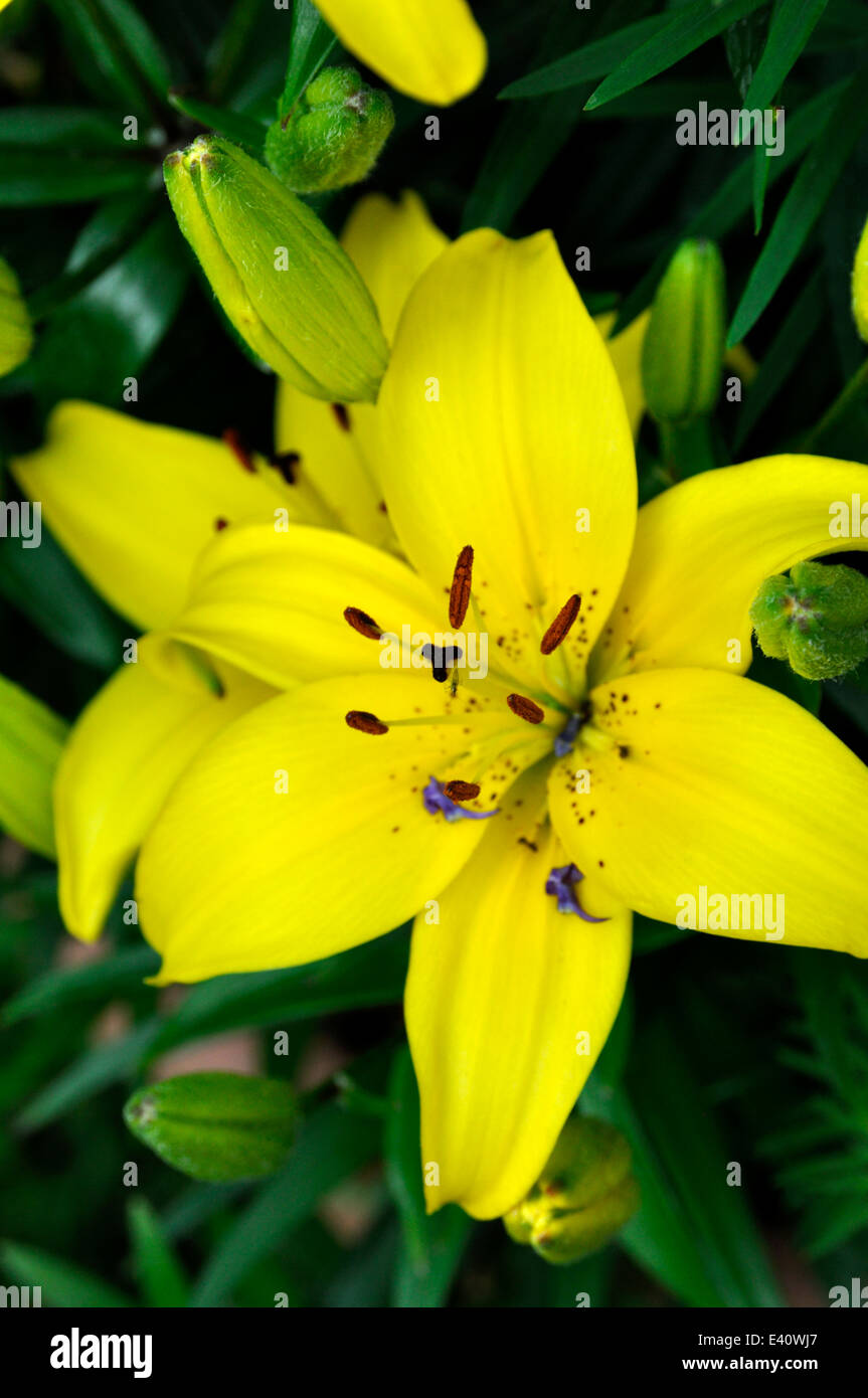 Yellow Asiatic Lilies (Lilium sp Stock Photo Alamy