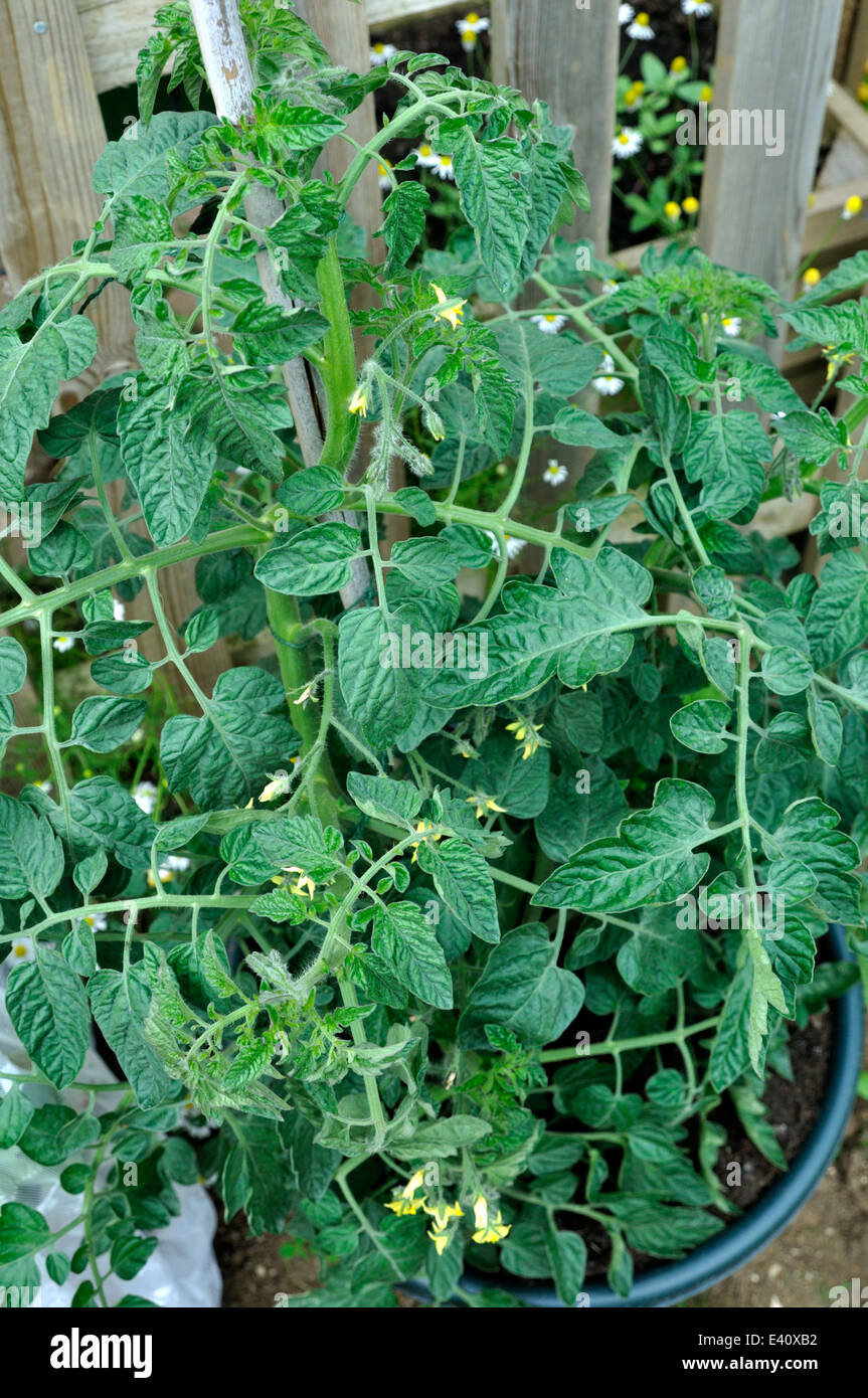 Organic Gardeners Delight Tomato Plant (Solanum Lycopersicum) growing
