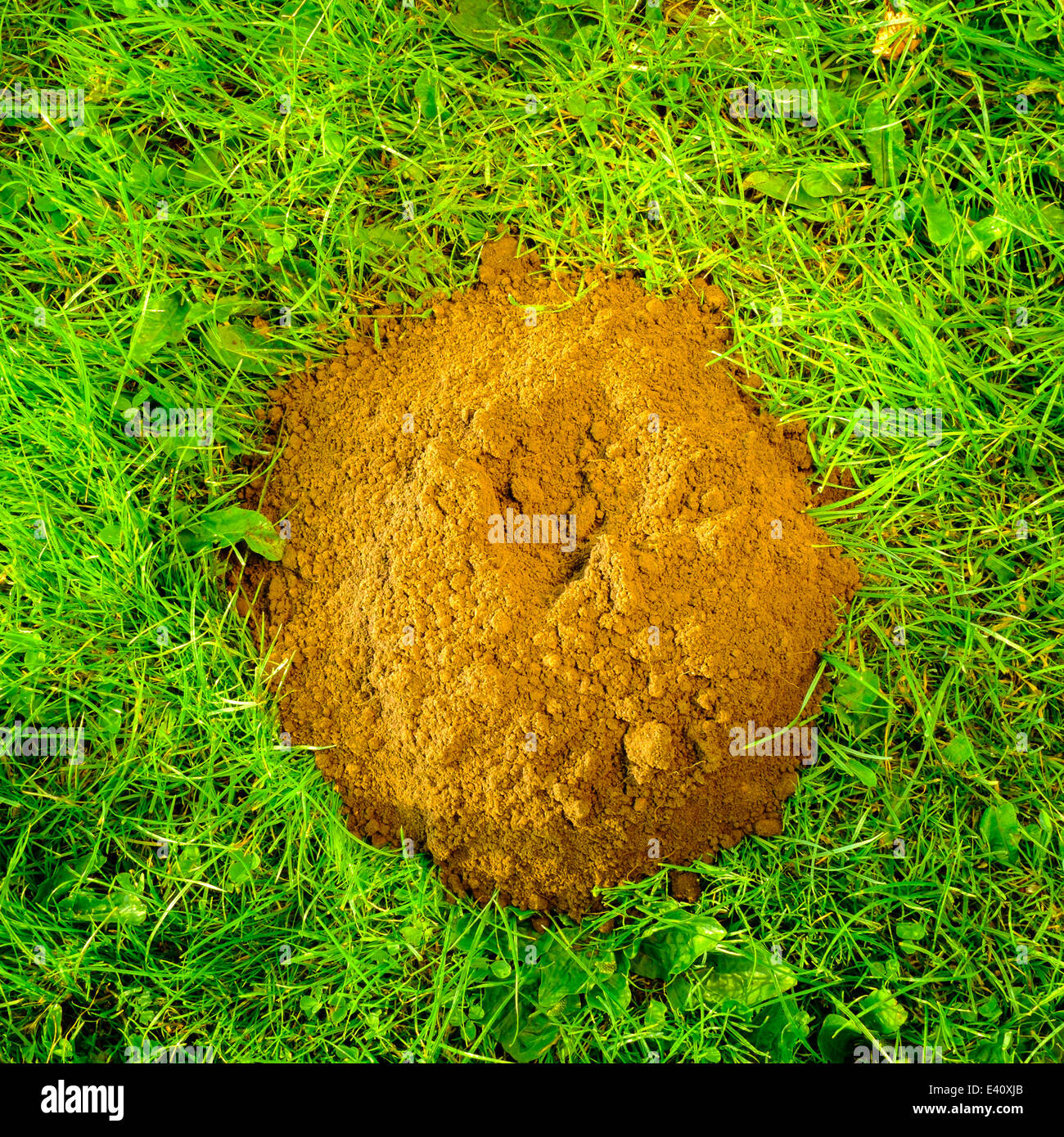 2nd July 2014. Mole hill created by the European Mole (Talpa Europea). Stock Photo