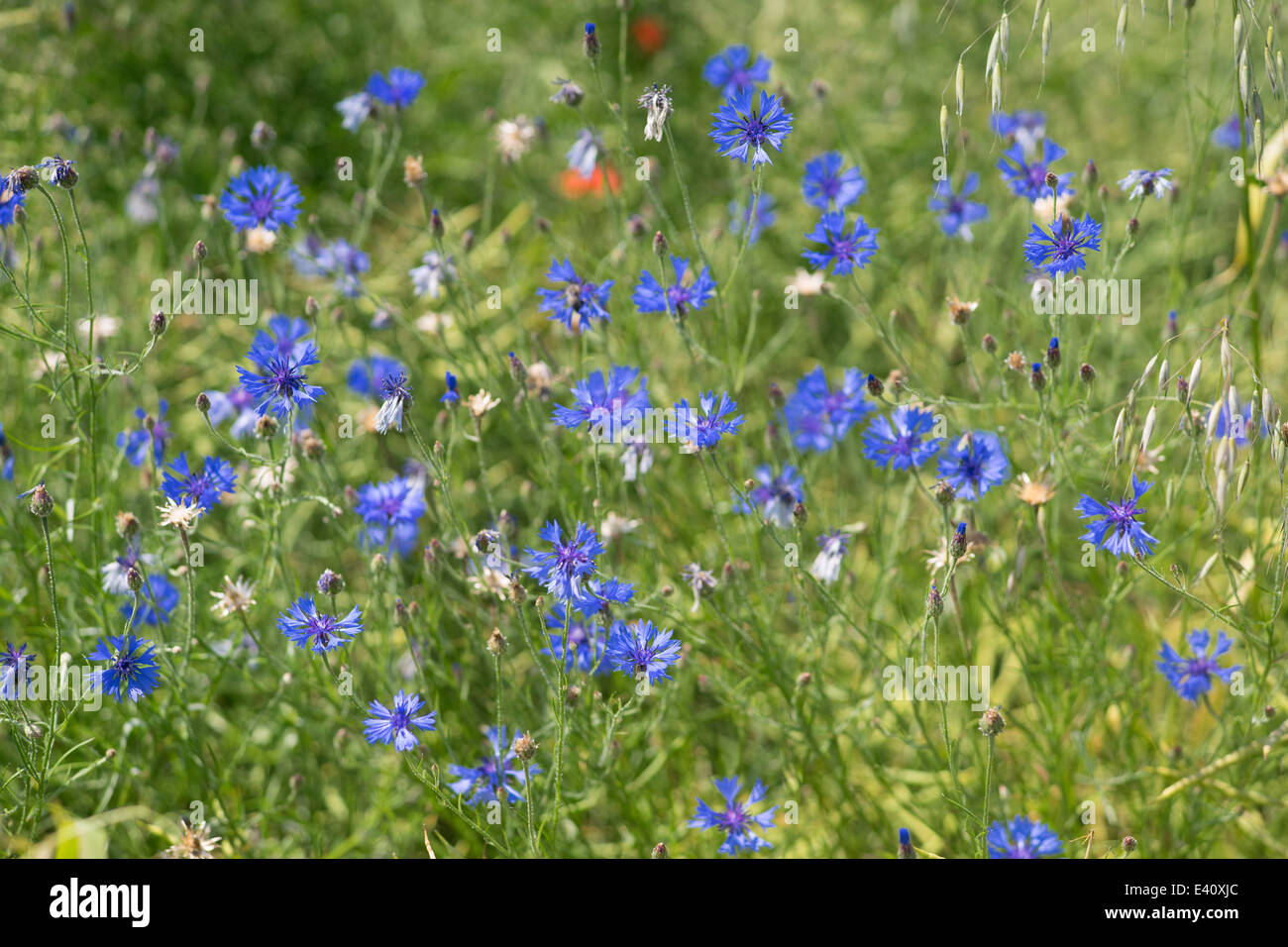 Blooming blue cornflowers in the field of grain Centaurea cyanus Stock Photo