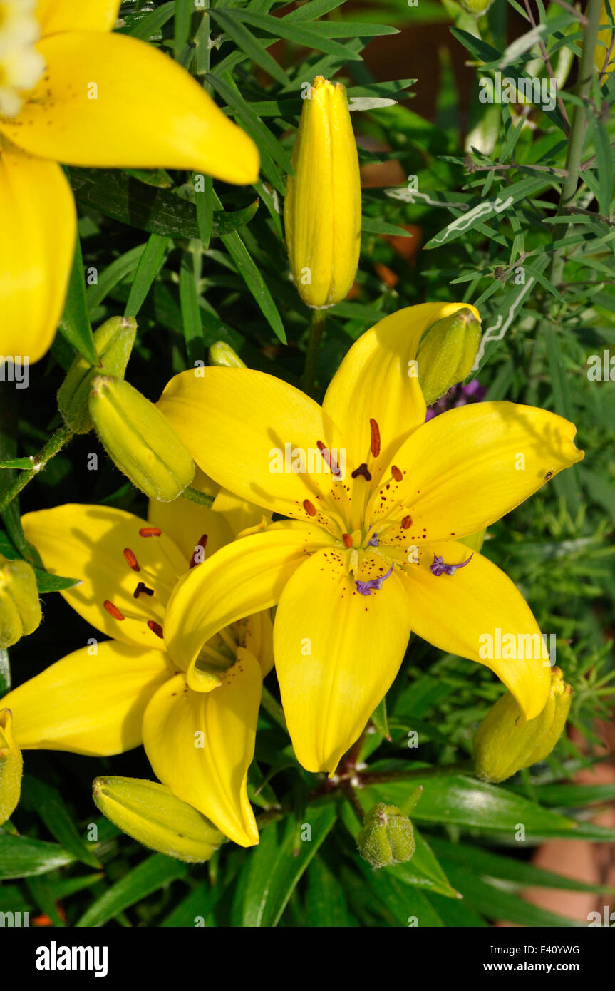 Yellow Asiatic Lilies (Lilium sp.) Stock Photo