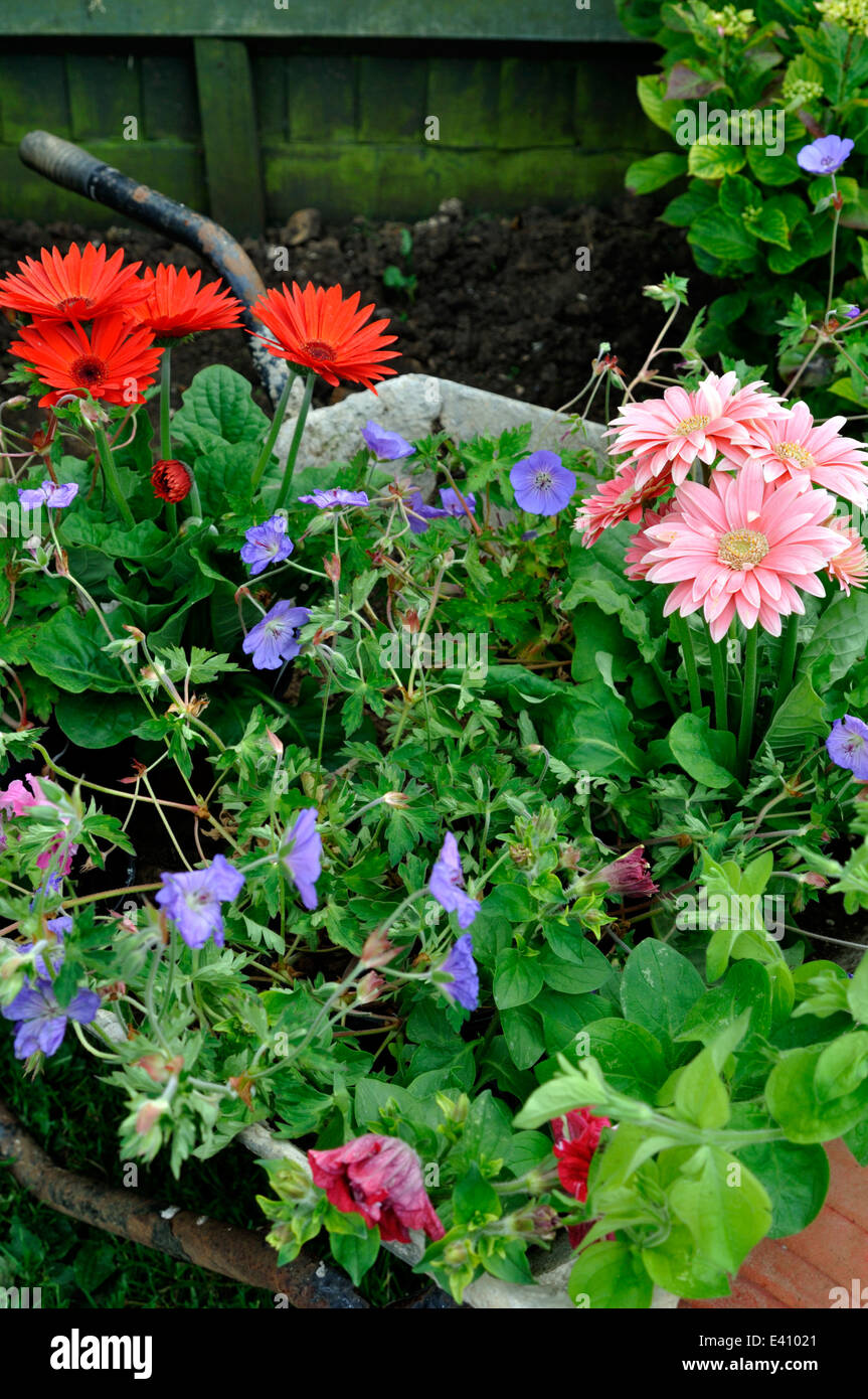 Wheelbarrow filled with flowers ready to be planted in Garden Stock