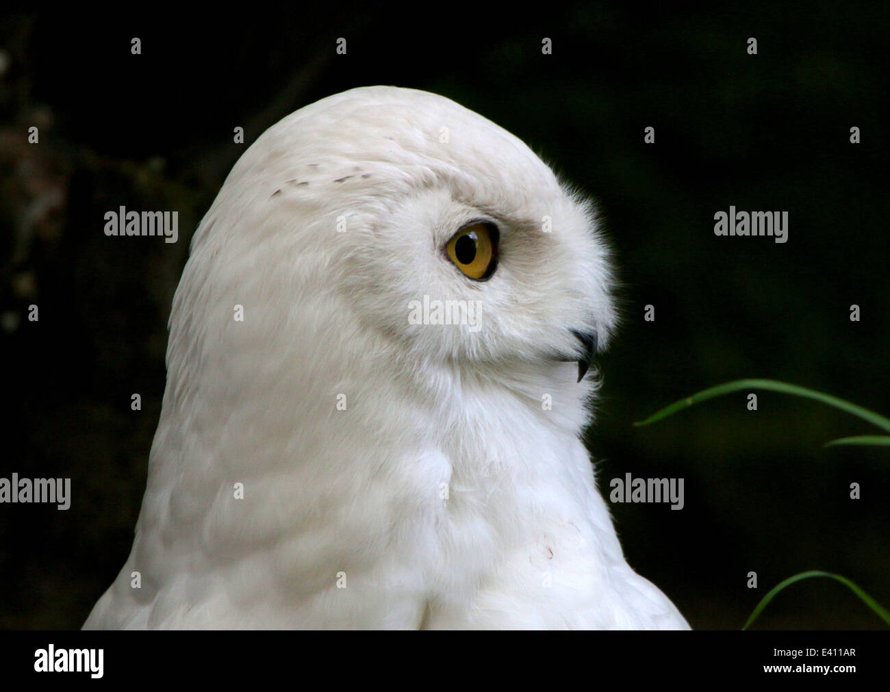 Snowy owl (Bubo scandiacus Stock Photo - Alamy