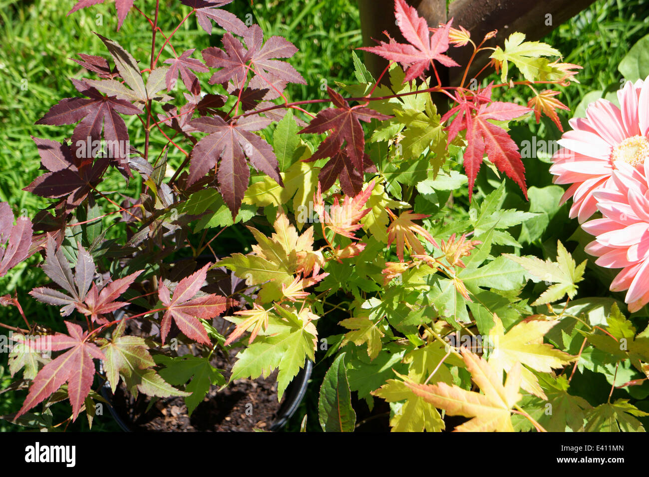 Acer palmatum dream orange hi-res stock photography and images - Alamy