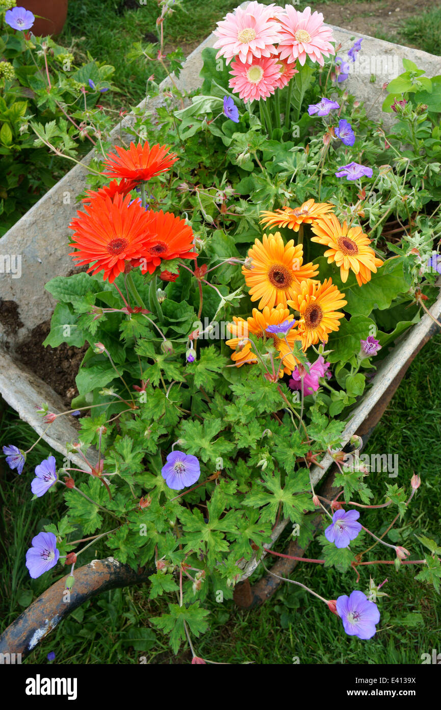 Wheelbarrow filled with flowers ready to be planted in Garden Stock