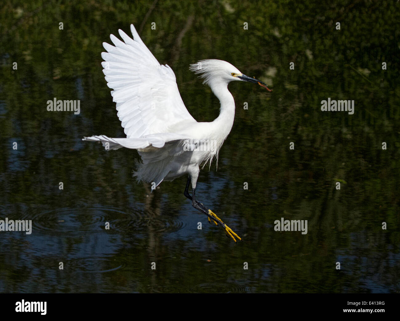 Snowy Egret (Egretta thula)in flight with nesting material Stock Photo