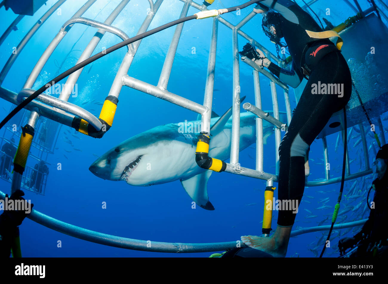Scuba divers in shark cage with white shark hires stock photography