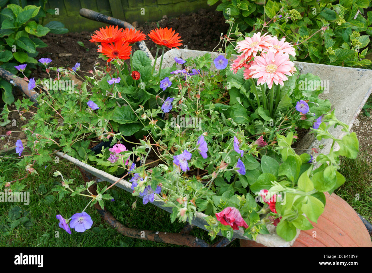 Wheelbarrow filled with flowers ready to be planted in Garden Stock